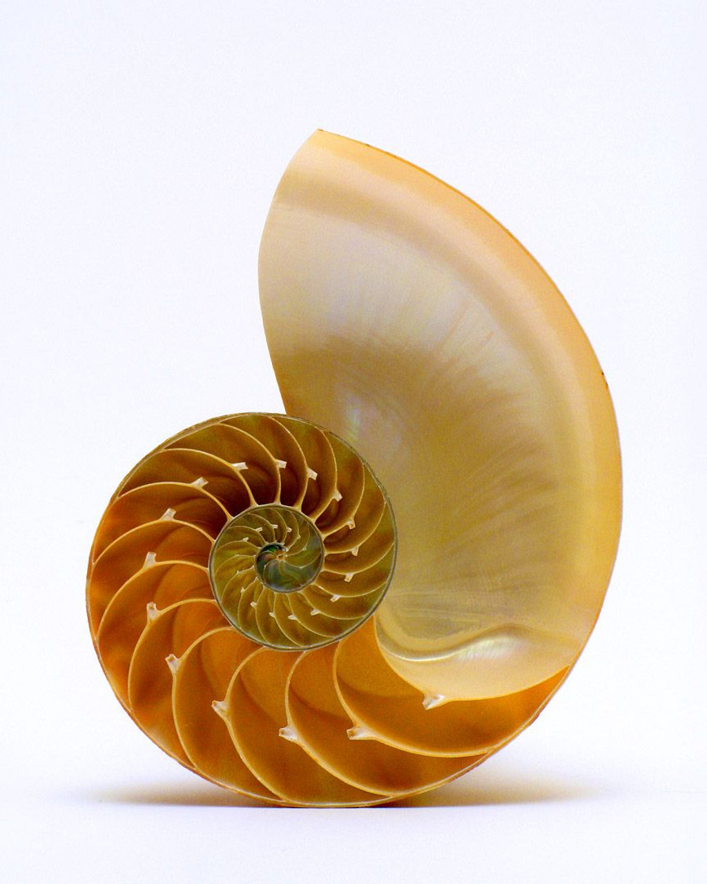 Natural Nautilus Center Cut Shell All Sizes