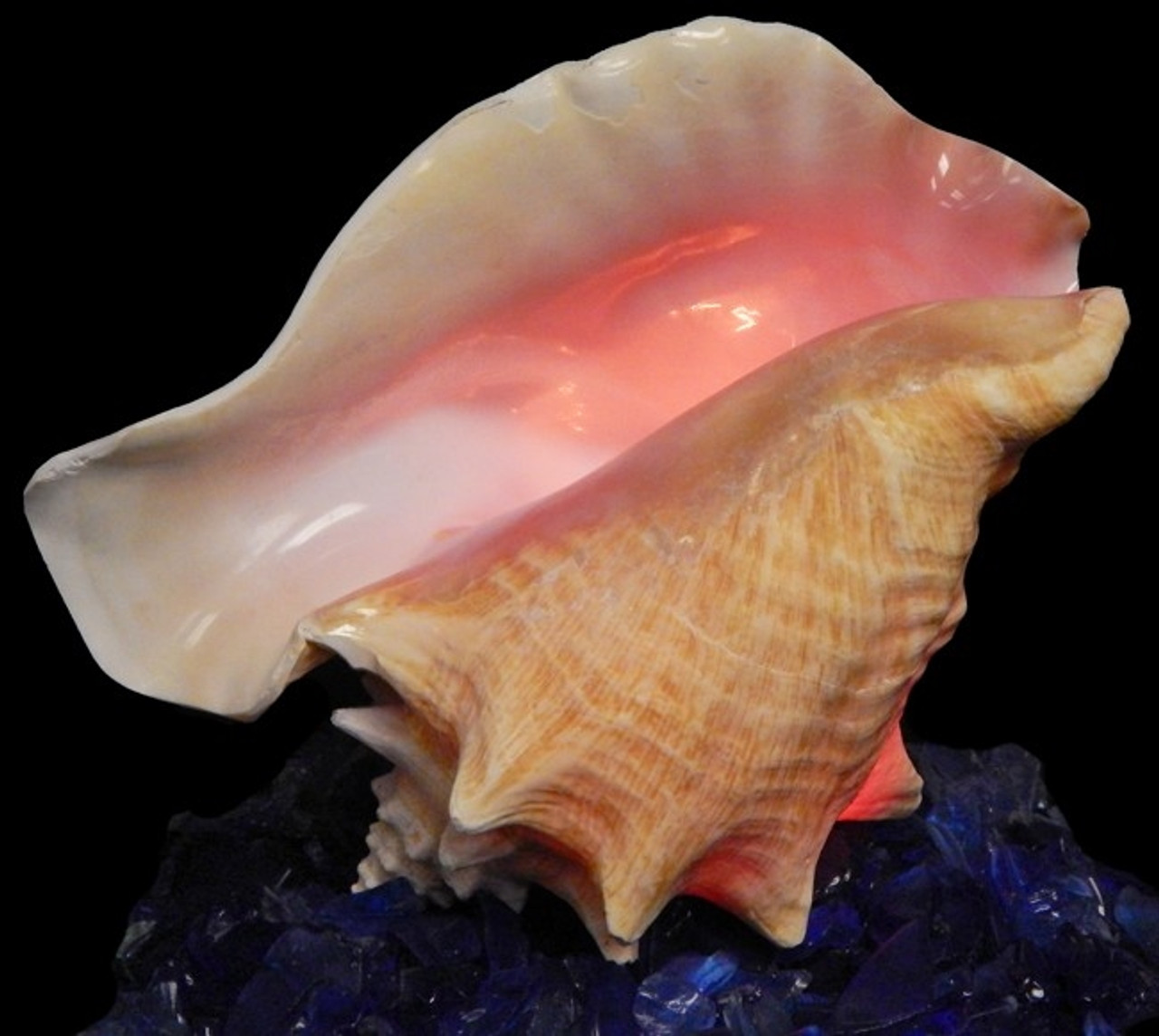 conch shell table lamp