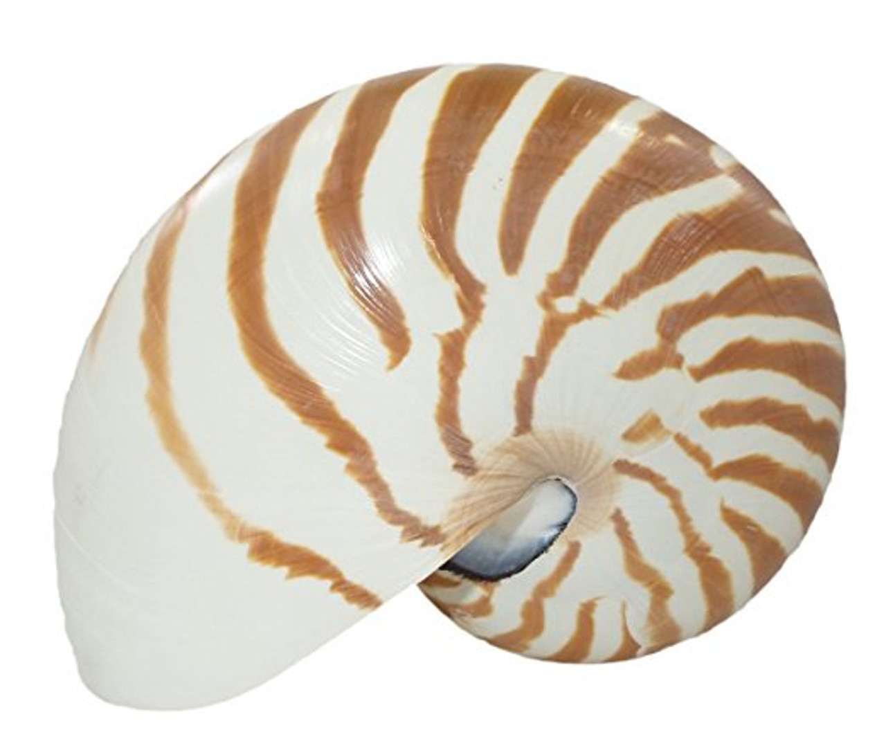 Natural Nautilus Shells All Sizes Free Shipping