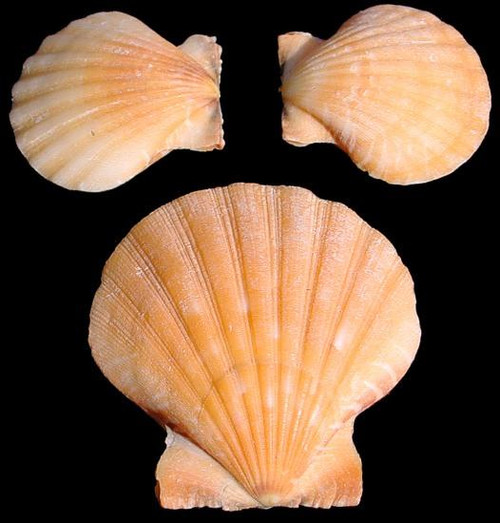 Yellow Pectin Seashell pairs (Case Pack 12)