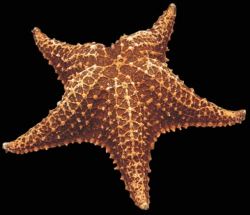 Bahama Starfish 5-6 inch Wholesale Seashells