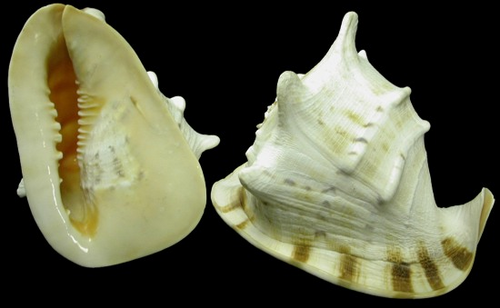 Cassis Cornuta Seashells 8"-9"