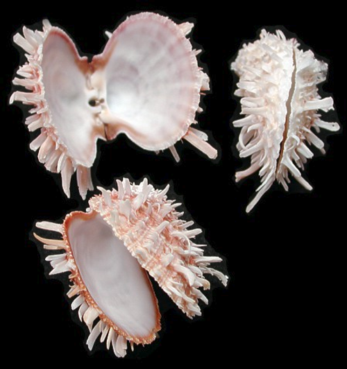 Spiny Oyster Pairs Shells 3"-4" Free shipping BuytheSeaOnline