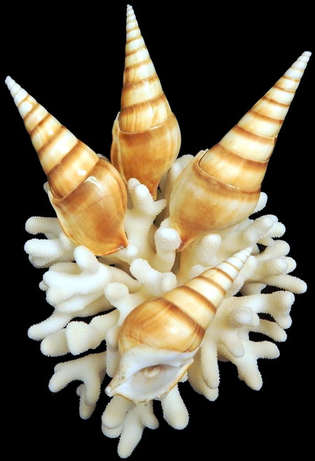  Four Rare Tibia Curta Shell 3- 4 inches Free Shipping