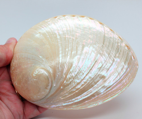 Craft Shells seashells CF110002 - 100g Abalone Hobby 5cm Asses Ears 2" 
