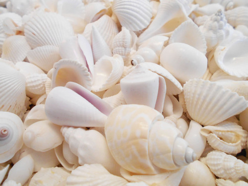 BULK 4 lbs (about 1 Gallon)  Genuine Medium Size White Wedding Shells  about 1"- 1 1/2" size     Great for Nautical Beach Decorations, Aquarium  and Shell Crafting. Perfect for Beach Themed Weddings.     