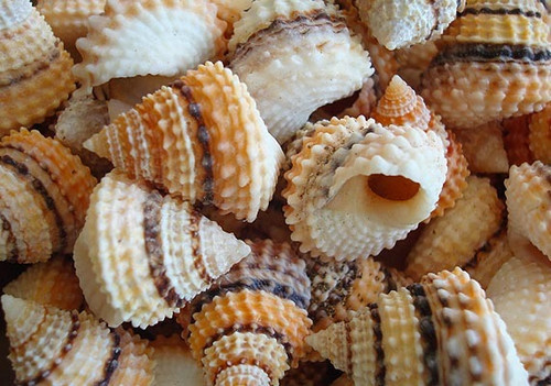 Coronate Prickly Winkle Shells (10 pcs) Tectarius Coronatus