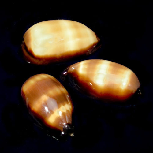 Found in the Indo-Pacific near coral reefs. The Mole or Chocolate Banded Cowrie has a cream colored base with darker striping running horizontal across the shell.

