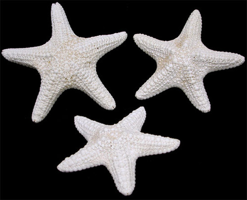 white starfish,starfish,wedding shells,knobby starfish,finger starfish,wholesale shells