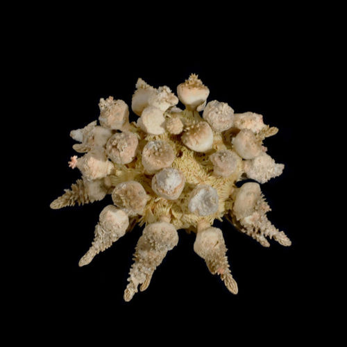  Pine Tree Urchin - w/Spines PSYCHOCIDARIS OSHIMAI Very Rare