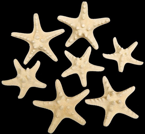 20 White Bleached 2"+ Real Knobby Starfish