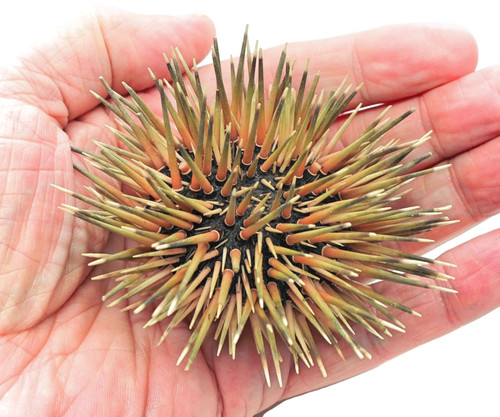 Dried Sea Urchin with Spines approx 3" BuytheSea