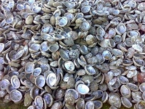 Rough Abalone Shells 3"-5"(Case Pack 90)
