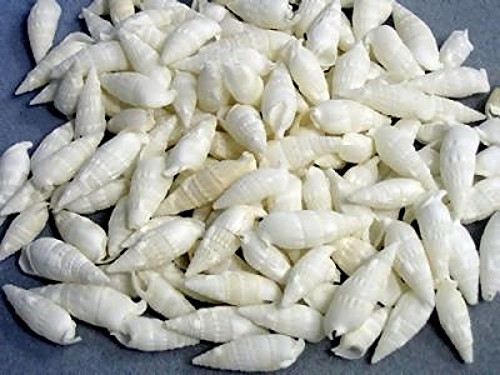 White Cerithium Shells Case pack 100 great for weddings
