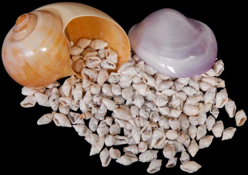 Rhinoclavis Shells 100 pc lots Great crafter shells Free Shipping 