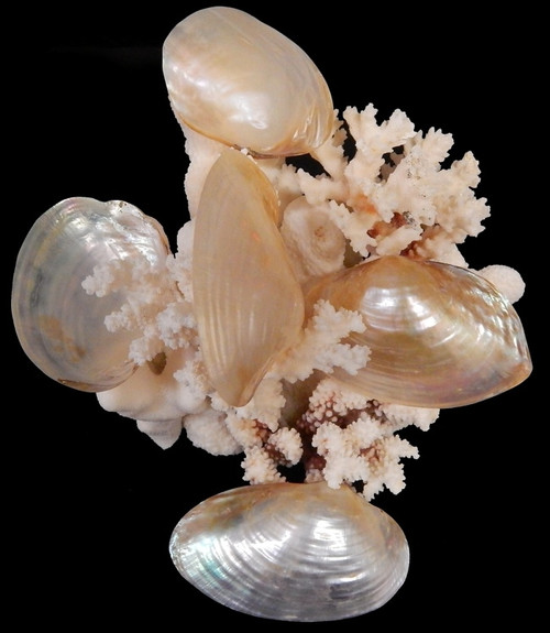 Polished Silver Clam Shells Half Shell (Case Pack 6) 4"-5"