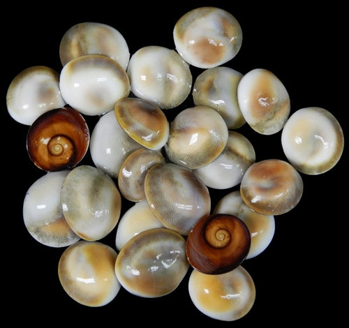 Round Polished Tan Cats Eye Shells (Case Pack 20) Free Shipping