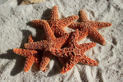 Sugar Starfish SeaStar 2"-3" Case Pack 6