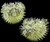 Puffer Porcupine Fish Blowfish Size Range 4"-5" 
