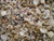 400 Tiny Indian Ocean Micro Shells 1/4" - 5/8" Craft shells