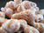  Babylon Shells Japonica  Hermit Crab Craft Priced Each
