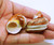  10  Piece Large Hermit Crab Shells 1 inch opening Approx 2"
