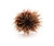 Sea Urchin w/Spines (2 pcs) Echinometra Mathaei