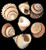 1 Prickly Periwinkle Shells (Cream Top) Seashells