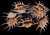 Lambis Scorpius Spider Conch Sea Shell Priced each