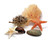 Puffer Fish, Shells, Starfish and a Sea Fan Grouping