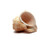Rapana Whelk Shells Seashell 2 1/2"- 3" Hermit Crab