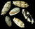 Gold Olive Shells Seashells Polished (Qty 50) Craft Shells