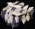 White Chullas Shells 25pc Lots Wholesale Seashells