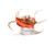 Chiragra Spider Conch Lambis Chiragra 7"-9" BuytheSea