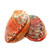 Orange Kamcha Abalone Shells Russian Abalone