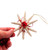 3 Starfish Christmas Ornaments Shell flower/Ribbon and Gold string 