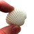 White Ark Shells (25) great for Beach Wedding, Craft Seashells 
