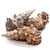  Knobby Cerithium Shells (Qty 1) - Seashells - Seashell Supply