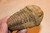 Calymine Trilobite Fossil 3"- 4"
