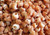 Strawberry Cumingi Shells 100 pc lots of shells