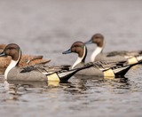 Dive Bomb F1 Pintail Floater Decoy 6pk