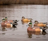 Dive Bomb F1 Wigeon Floater Decoy 6pk
