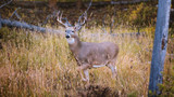 How to Hunt the Rut in Alabama