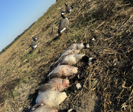 The Ultimate Guide to Geese Hunting in Alabama: Tips & Strategies