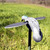 MOJO OUTDOORS MOJO PIGEON DECOY MOJO-HW2410