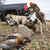 RUFF LAND WATER HOLE