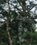 SITKA SITKA FANATIC BIB SITKA FANATIC BIB CAMO