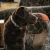 OVER UNDER OVER UNDER WATER DOG COLLARS WATER DOG COLLARS