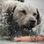 SPORTDOG PLASTIC DUMMIES PLASTIC DUMMIES
