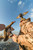 LUCKY DUCK Lucky Duck Decoys Lucky HD Hen Mallard Duck Decoy LUCKY-21-10718-8